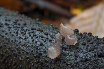 The Beech Jellydisc (Neobulgaria pura) is an inedible mushroom
