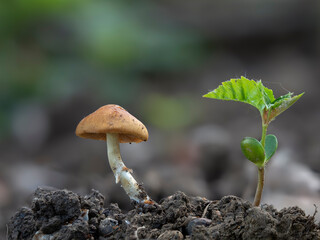 The Pholiotina aporos is an inedible mushroom