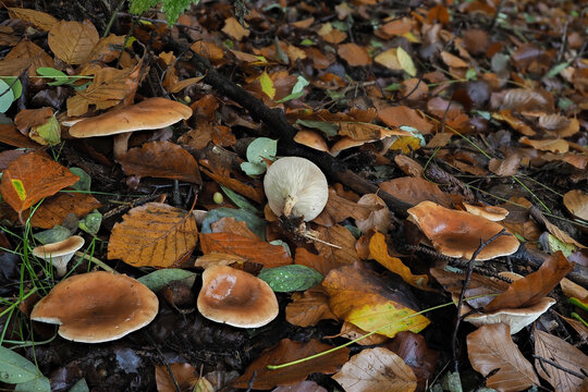 The tawny funnel cap (Paralepista flaccida) is an edible mushroom