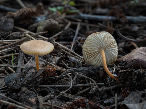 The pinecone cap (Strobilurus tenacellus) is an edible mushroom