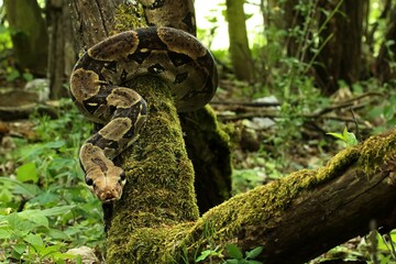 The boa constrictor (Boa constrictor), also called the red-tailed boa or the common boa, on the old branche. - obrazy, fototapety, plakaty