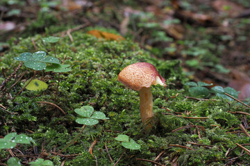 Tricholomopsis rutilans, known by the unusual but apt common name of Plums and Custard or, less commonly Red-haired agaric, is a species of gilled mushroom found across Europe and North America.