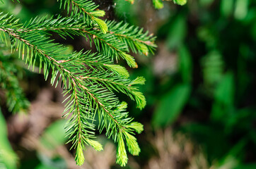 Fresh young coniferous shoots on the branches of a tree. Fresh greens in the rays of the spring sun. 