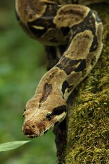 The boa constrictor (Boa constrictor), also called the red-tailed boa or the common boa, on the old branche.