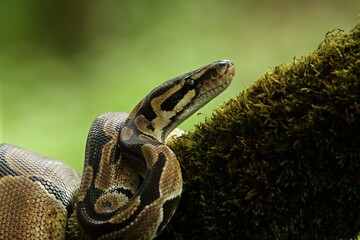 The ball python (Python regius), also called the royal python, on the old branche in green forest. Portrait.