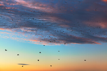 Flock of crows flying high in the sky . Birds at the twilight heaven