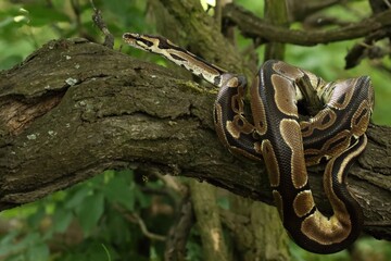 The ball python (Python regius), also called the royal python, on the old branche in green forest.