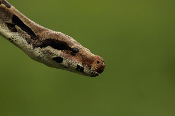 The boa constrictor (Boa constrictor), also called the red-tailed boa portrait up to close.