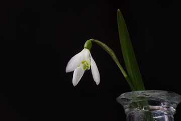 Snowdrop flower macro on a black background