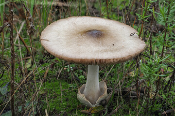 The big sheath mushroom (Volvopluteus gloiocephalus) is an edible mushroom