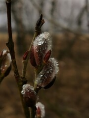 buds of a willow