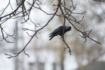 Western jackdaw (Corvus monedula) sitting on a branch in early spring
