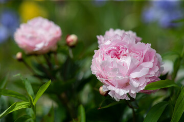 Peony blooming the garden of Claude Monet in Giverny, France