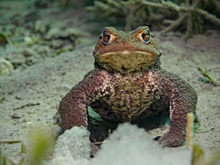 Male toad looking for a partner underwater