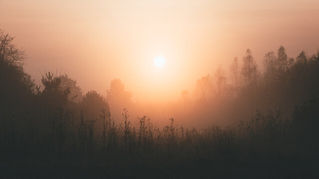 Słońce nad łąką we mgle