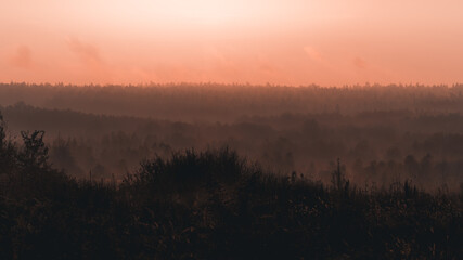 Mgła ponad lasem w promieniach wschodzącego słońca
