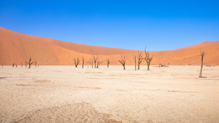 Dead camelthorn tree against dunes and blue sky in Deadvlei, Sossusvlei. Namib-Naukluft National Park, Namibia.