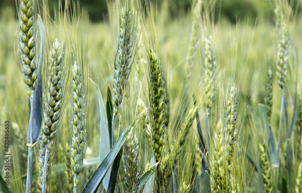 Wall mural Landscape with field of ripe rye scene agriculture