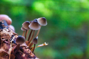 Mushrooms in Forest with Green Foliage Background
