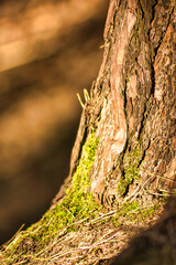 Moss on wood bark at the base of a tree on the forest floor