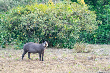 South American tapir (Tapirus terrestris)