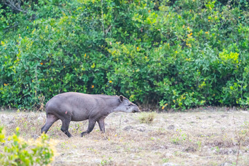 Naklejka na ściany i meble South American tapir (Tapirus terrestris)