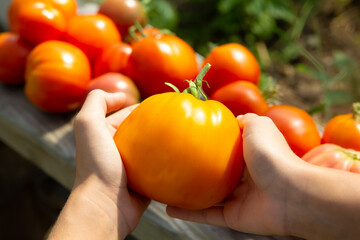 Ripe large orange tomato in the hands of a child. Harvest in the garden. Close-up.