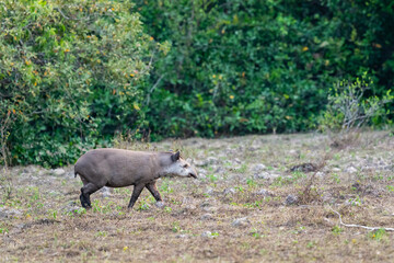 Naklejka na ściany i meble South American tapir (Tapirus terrestris)