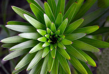 The beauty of plants