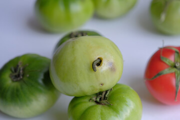 tomato caterpillar pest. the green caterpillar that destroys the tomato crop. caterpillar eats only green tomatoes. crop (harvest) failure concept