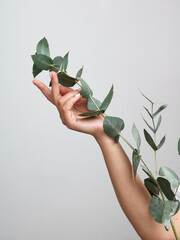 Woman holding flowers eucalyptus on white background. Concept cosmetic body care, anti-wrinkles,...