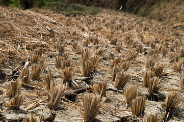 rice fields are experiencing drought
