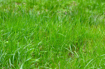 Green background with fresh grass. Natural floral background. Spring or summer garden. Blooming ecology nature landscape