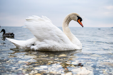 White wild swan swims in a clear lake