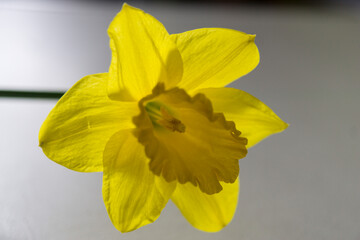 Yellow Daffodil with light in the back