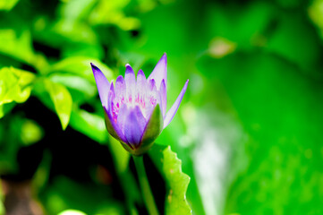 purple  lotus in garden