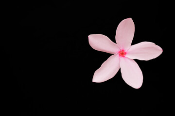 Beautiful pink flower on black background