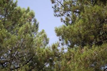 2020/08/10 Moon in pine forest in Las Navas del Marques, Avila, Spain