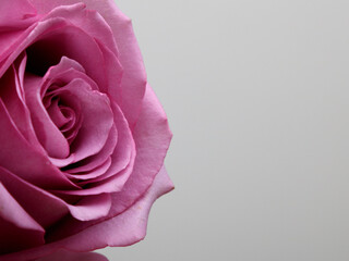 Fresh Pink rose isolated on gray background