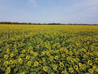 Fototapeta premium A picturesque field of sunflowers under a blue sky, aerial view. A farm field on a hot summer day, landscape.