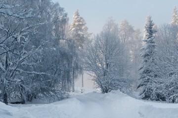 Snow-covered forest path on a frosty winter day - 432500405