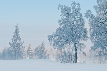 Snow-covered trees on a frosty winter day