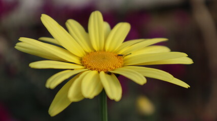 Wild sunflower on the dark green background.  Close-up blooming golden wild sunflower at the botanical garden in Turkey