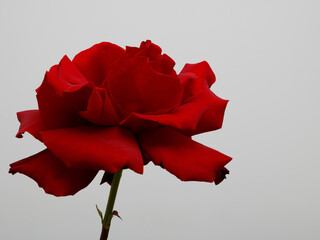 Beauty nature. Single red rose against a gray background. Red flower