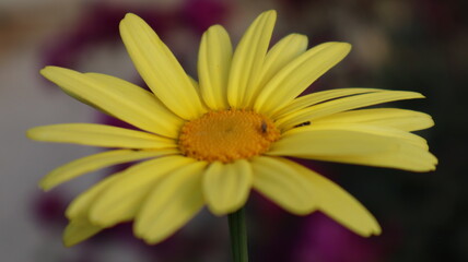 Wild sunflower on the dark green background.  Close-up blooming golden wild sunflower at the botanical garden in Turkey