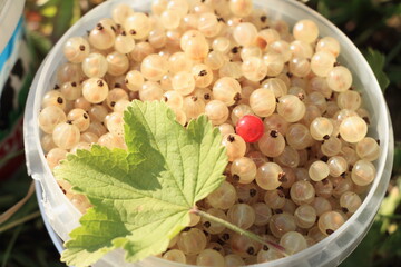 sweet white currant