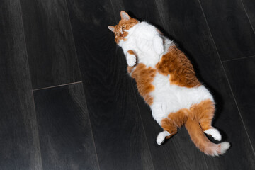 Top view of red white cat lying on the laminate floor.