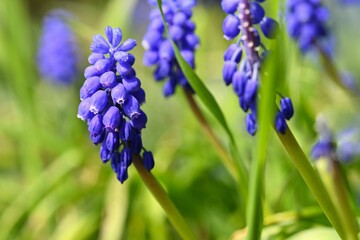 Beautiful spring blue flower grape hyacinth with sun and green grass. Macro shot of the garden with a natural blurred background.(Muscari armeniacum)