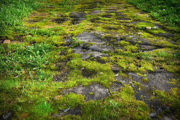 old asphalt overgrown with moss