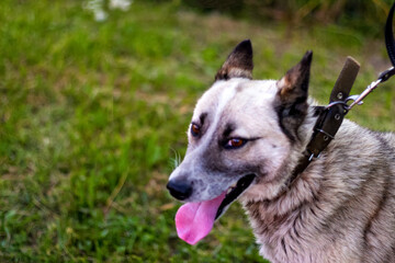 Defocus close-up of the smiling husky's face, siberian laika. Yellow grey hair on the head of a pet. Profile. Ears head of a grey husky side view. Hungry and thirst animal. Out of focus